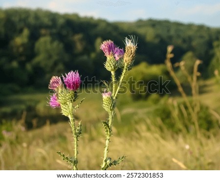 Similar – Image, Stock Photo prickly thistle in the backlight