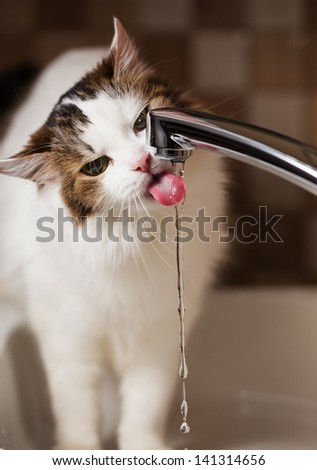 cat drinking water in bathroom