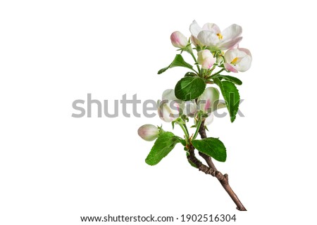 Similar – Image, Stock Photo Apple tree blossom isolated on dark grey background, close up macro. White delicate spring flowers. Black and white monochome floral background with petals and pollen petals