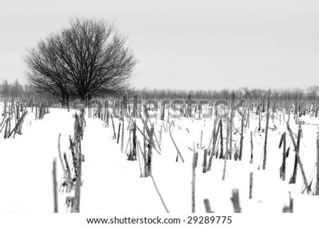lonely tree in the snow-covered field