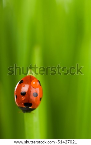 ladybug sitting on the blade of grass