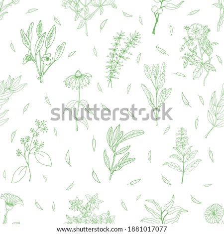 Medicinal herbs seamless pattern. A set of medicinal herbs and plants. Collection of hand drawn flowers and herbs. Botanical plant illustration. Vintage medicinal herbs sketch. 