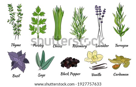 A large set of culinary spices and herbs. Popular culinary plants, natural health care. Vintage Medicinal Herbs and plants. Mint and rosemary, basil, thyme, parsley, dill, bay leaf, oregano, sage.