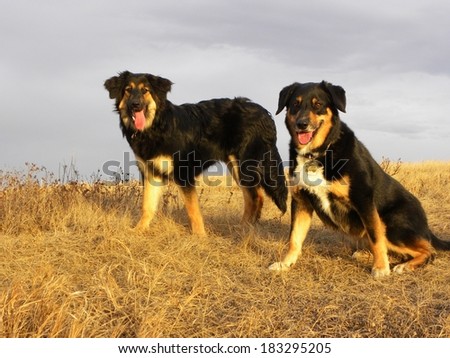 Two Dogs in the Off Leash