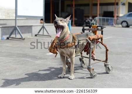 Disabled dog in a wheelchair.