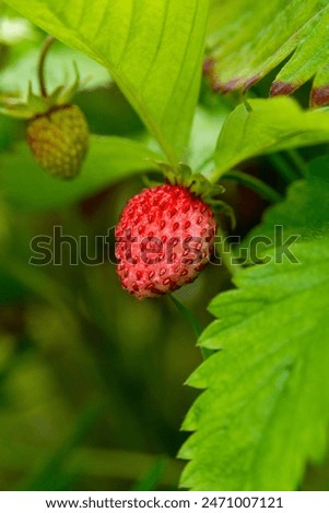 Similar – Foto Bild Fragaria vesca. Reife Walderdbeere mit verschwommenem Hintergrund.