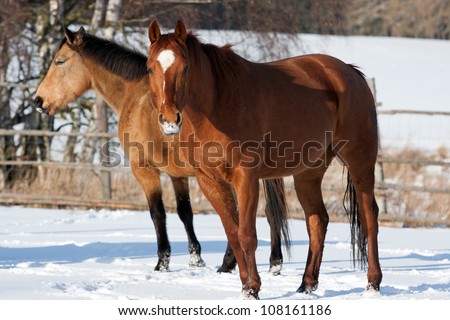 Herd of standing horses in the winter