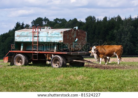 Dairy cows and water tank