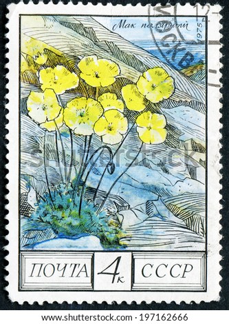RUSSIA - CIRCA 1975: post stamp printed in USSR (CCCP, soviet union) shows image of polar poppies (papaver radicatum), Taiga from regional flowers series, Scott catalog 4394 A2090 4 yellow, circa 1975