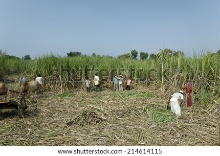 Maharashtra, India, Circa November 2006: Activity of loading the bullock carts with Sugarcane in the field Maharashtra,India.