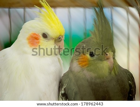 Two beautiful parrot , white, and gray, sitting in the cage.