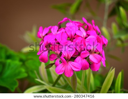 Blooming Primula with lots of bright pink flowers in the inflorescence. Presented on a dark background surrounded by green leaves.