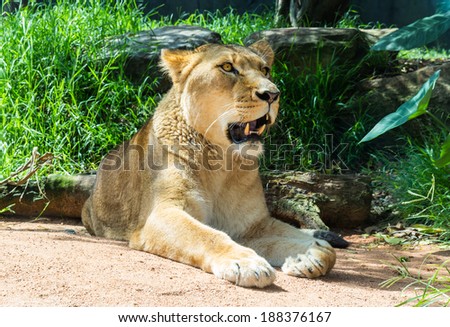 The female lion rested at the zoo in Australia