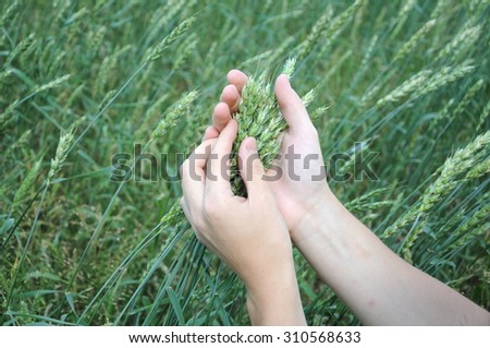 Natural wheat green sprouts in farmer hands