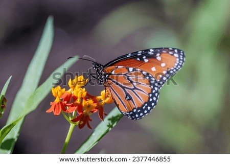 Similar – Image, Stock Photo Butterfly on a branch