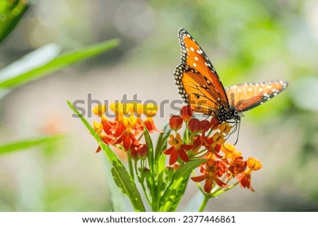 Similar – Image, Stock Photo Butterfly on a branch