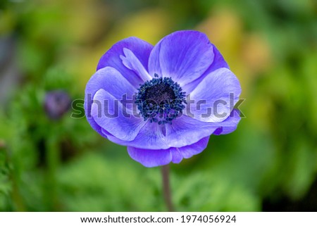 Selective focus of purple blue flower Poppy anemone in the garden, Anemone coronaria, Spanish marigold or windflower is a species of flowering plant in the genus Anemone, Nature floral background.