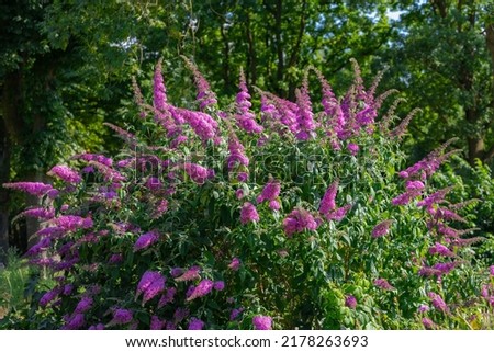 Similar – Image, Stock Photo blue Blossom purple Nectar