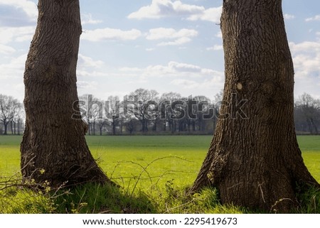 Similar – Foto Bild Weide mit zwei Bäumen vor Berg