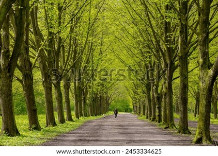 Similar – Image, Stock Photo green forest Forest