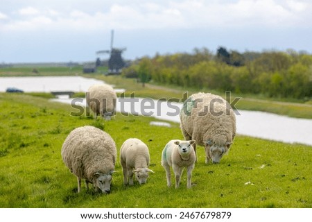 Similar – Image, Stock Photo A flock of sheep in the heath