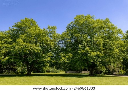 Image, Stock Photo Tree in a field at dusk