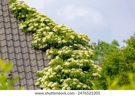 Similar – Image, Stock Photo Hydrangea Environment