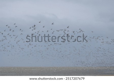 Similar – Foto Bild Austern im Wattenmeer