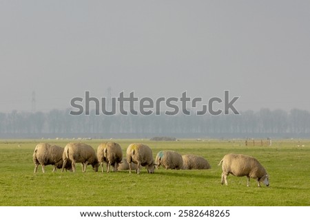 Similar – Image, Stock Photo Flock of sheep standing behind wooden gate