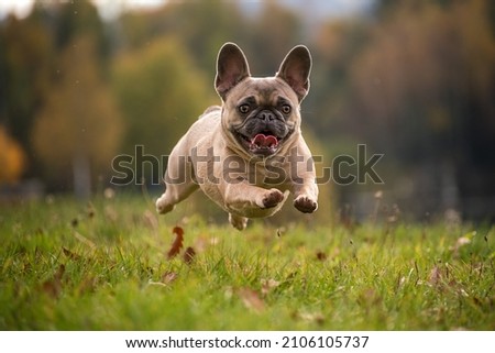 Similar – Foto Bild Französische Bulldogge beim Stretching auf der Yogamatte.