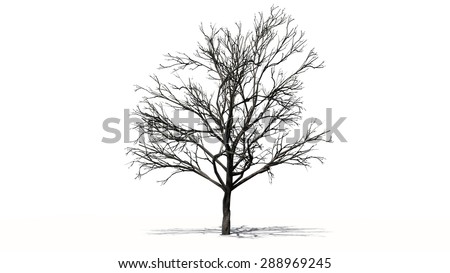 peach tree wimter - separated on white background