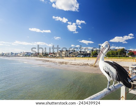 Pelican at a jetty in a beachside suburb in Adelaide, South Australia