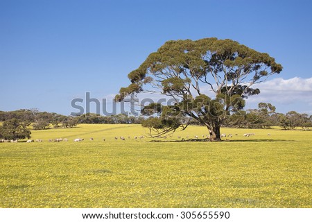 Sheeps on meadow in Kangaroo Island, Australia