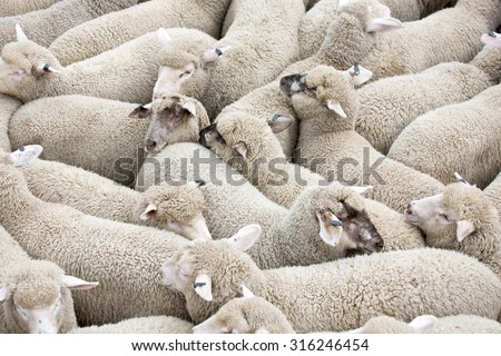 Herd of sheep on a truck