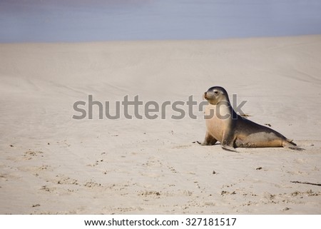 Sea lion resting at Seal bay of Kangaroo Island, Australia