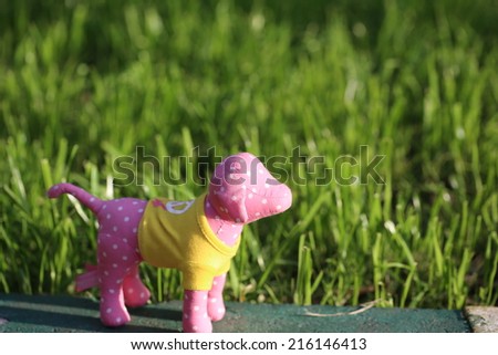 toy dog ??grass bright summer sun