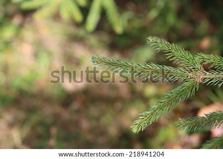 branches of fir tree forest