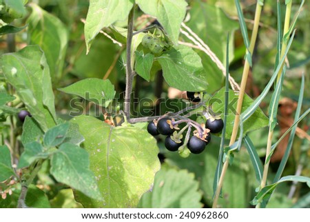 nightshade berry plant selective soft focus toned photo