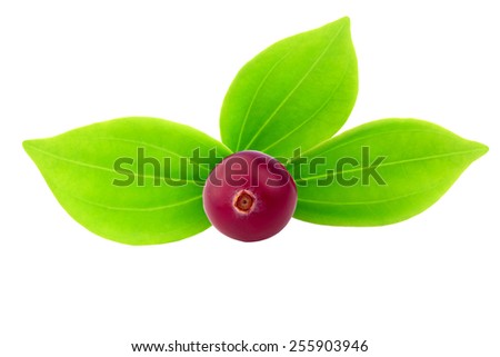 cranberry green leaves isolated on a white background selective soft focus