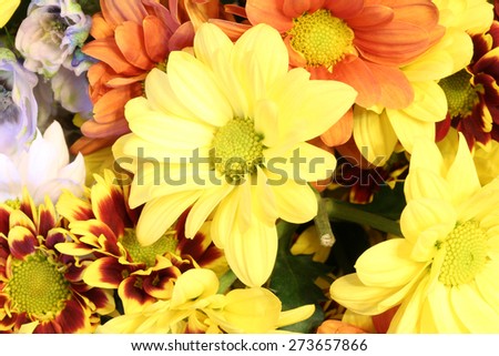 colorful chrysanthemum flowers spring summer selective soft focus the background