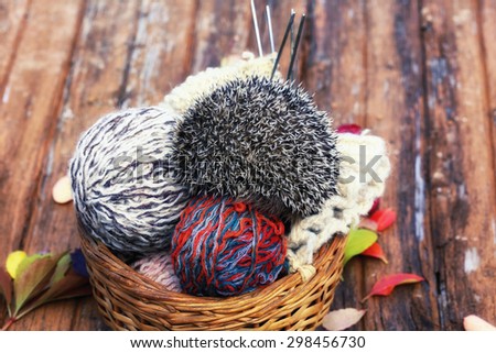 autumn young hedgehog in a basket with knitting needles balls of wool hook