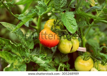 tomatoes in the garden on a bush farm organic product