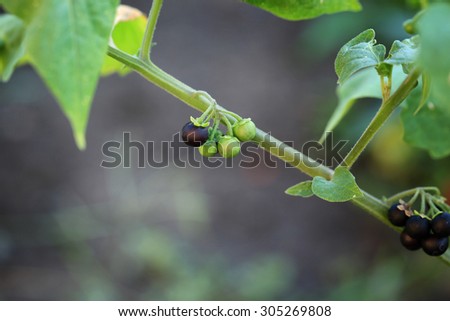 nightshade berry plant selective soft focus