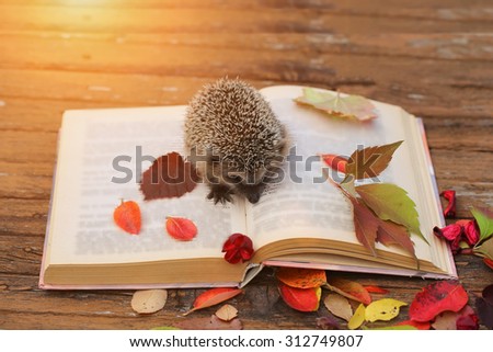 Hedgehog open book autumn leaves wooden background