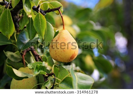 pear on a tree in the garden organic farm products Summer Autumn