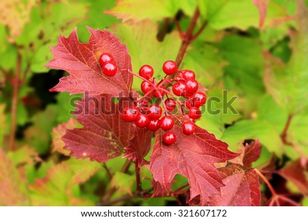 viburnum berry autumn selective soft focus