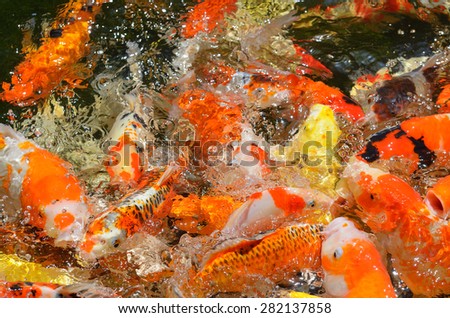 fancy carp fish eating food in a pond