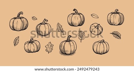 Pumpkin drawings vector set, fall concept, leaves with pumpkins isolated on light orange brown background, multiple pumpkins hand drawn