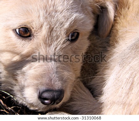 Puppy with very sad eyes. More in MY GALLERY.