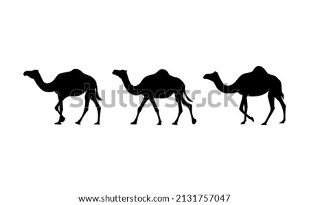 Camel silhouette isolated on white background. eps 10 vector.